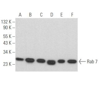 western blotting image from recommended Rab 7 (B-3) monoclonal antibody replacement. Image 354150