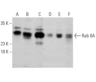 Rab 8A Antibody (63-BJ) - Western Blotting - Image 368247 