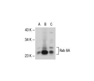 western blotting image from recommended Rab 8A (63-BJ) monoclonal antibody replacement. Image 49420