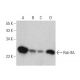 Rab 9A Antibody (6D717) - Western Blotting - Image 358613 