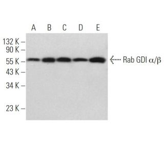 Rab GDI &alpha;/&beta; Antibody (E-5) - Western Blotting - Image 371641 