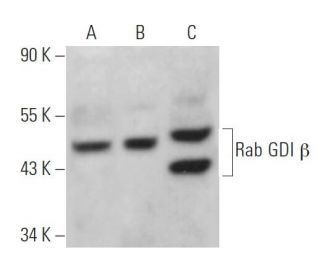 Rab GDI &beta; Antibody (D-2) - Western Blotting - Image 365724 
