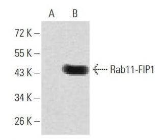 Rab11-FIP1 Antibody (3A12H9D2) - Western Blotting - Image 358363 