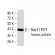 Rab11-FIP1 Antibody (3A12H9D2) - Western Blotting - Image 358362