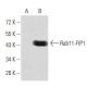 Rab11-FIP1 Antibody (3A12H9D2) - Western Blotting - Image 358363 
