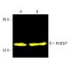 RAB3IP Antibody (B-1) - Western Blotting - Image 403627 