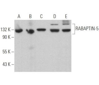 western blotting image from recommended RABAPTIN-5 (B-8) monoclonal antibody replacement. Image 373015