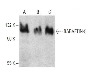 RABAPTIN-5 Antibody (D-11) - Western Blotting - Image 384526 
