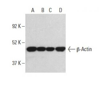 β-Actin (C4): sc-47778. Western blot analysis of β-Actin expression in HeLa (A), Jurkat (B), K-562 (C) and A-431 (D) whole 