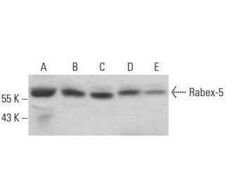 Rabex-5 Antibody (D-11) - Western Blotting - Image 385261 