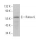 Rabex-5 Antibody (D-8) - Western Blotting - Image 364523