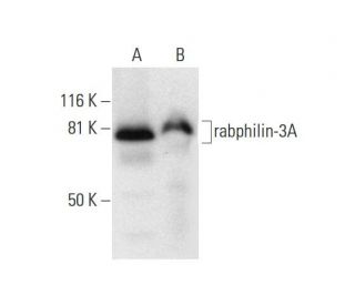 rabphilin-3A Antibody (D-6) - Western Blotting - Image 292999 