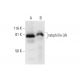 rabphilin-3A Antibody (D-6) - Western Blotting - Image 292999 