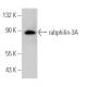rabphilin-3A Antibody (D-6) - Western Blotting - Image 367362 