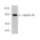 rabphilin-3A Antibody (D-6) - Western Blotting - Image 367368