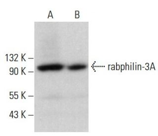 rabphilin-3A Antibody (E-2) - Western Blotting - Image 379577 