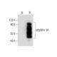 rabphilin-3A Antibody (E-3) - Western Blotting - Image 306556