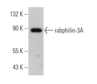 rabphilin-3A Antibody (D-6) - Western Blotting - Image 367368Each CRISPR/Cas9 Knockout (KO) Plasmid product consists of a pool of 3 plasmids designed to ensure identification and cleavage of a specific gene for maximum knockout efficiency. Each plasmid encodes a unique 20 nt sequence derived from the GeCKO (v2) library.
