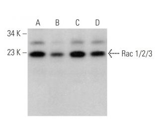 western blotting image from recommended Rac 1/2/3 (G-2) monoclonal antibody replacement. Image 375595