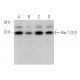 This polyclonal antibody has been discontinued. See our recommended <a href="rac-1-2-3-antibody-g-2">Rac 1/2/3 (G-2)</a> monoclonal antibody (sample data shown). western blotting image from recommended Rac 1/2/3 (G-2) monoclonal antibody replacement. Image 375595