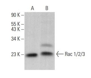 Rac 1/2/3 Antibody (G-2) - Western Blotting - Image 375133