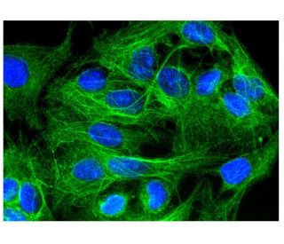 Rac GAP1 Antibody (B-7) - Immunofluorescence - Image 306964 