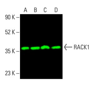 RACK1 Antibody (B-3) - Western Blotting - Image 404164