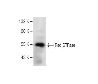 Rad GTPase Antibody (B-10) - Western Blotting - Image 147776