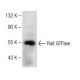 Rad GTPase Antibody (B-10) - Western Blotting - Image 147776