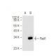 Rad1 Antibody (D-6) - Western Blotting - Image 83951