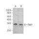 Rad1 Antibody (D-6) - Western Blotting - Image 383750 