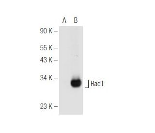 western blotting image from recommended Rad1 (G-6) monoclonal antibody replacement. Image 81199