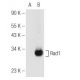 western blotting image from recommended Rad1 (G-6) monoclonal antibody replacement. Image 81199