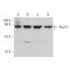 western blotting image from recommended Rad17 (H-3) monoclonal antibody replacement. Image 360304