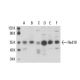 Rad18 Antibody (4H237) - Western Blotting - Image 17441 