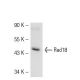 Rad18 Antibody (4H237) - Western Blotting - Image 50711