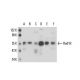 Rad18 Antibody (79B1048) - Western Blotting - Image 17440 