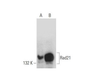 Rad21 Antibody (H-12) - Western Blotting - Image 127962 