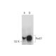Rad21 Antibody (H-12) - Western Blotting - Image 127962 