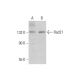 Rad21 Antibody (H-12) - Western Blotting - Image 129765 