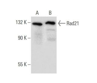 Rad21 Antibody (B-2) - Western Blotting - Image 134772