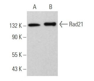 Rad21 Antibody (B-2) - Western Blotting - Image 368310