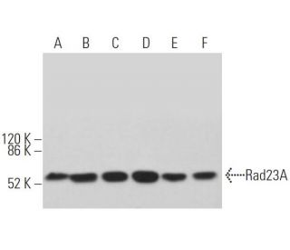 Rad23A Antibody (D-6) - Western Blotting - Image 362534 