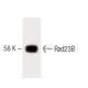 Rad23B Antibody (16) - Western Blotting - Image 60427 