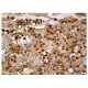 Rad23B Antibody (C-4) - Immunohistochemistry - Image 159202 