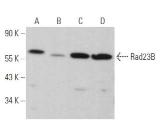 Rad23B Antibody (E-10) - Western Blotting - Image 363751 