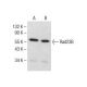 Rad23B Antibody (F-8) - Western Blotting - Image 285174 