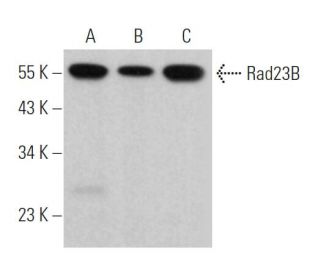 Rad23B Antibody (H-8) - Western Blotting - Image 363745 