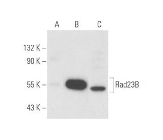 Rad23B Antibody (H-8) - Western Blotting - Image 57092