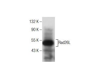 Rad26L Antibody (E-10) - Western Blotting - Image 160538